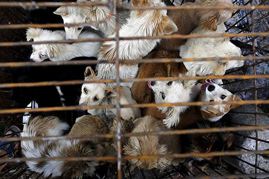  Shenzhen creates history, becomes first Chinese city to ban consumption of dogs and cats