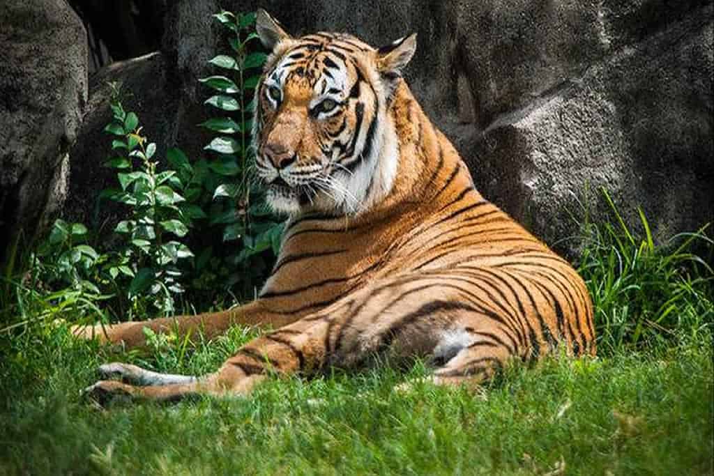  Tiger at US zoo becomes first animal to test positive for Covid-19