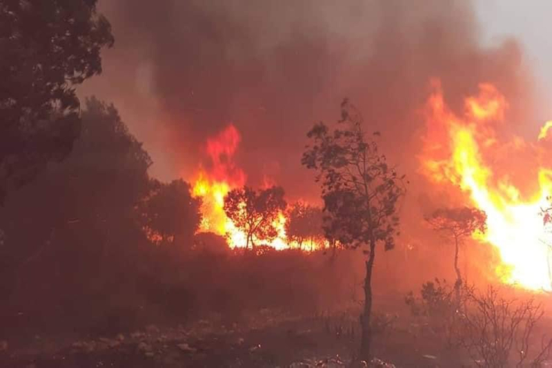 algerian wildfires