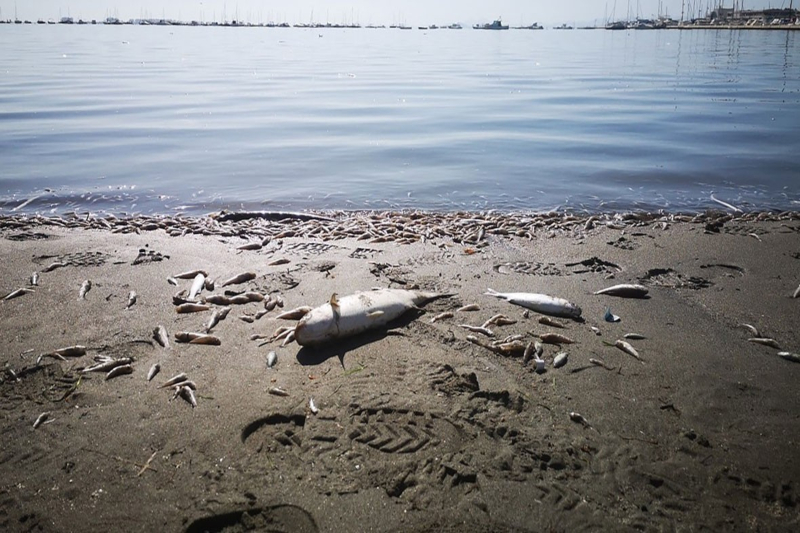  Fish deaths in the Menor Sea worsen and now it becomes a political issue for Spain