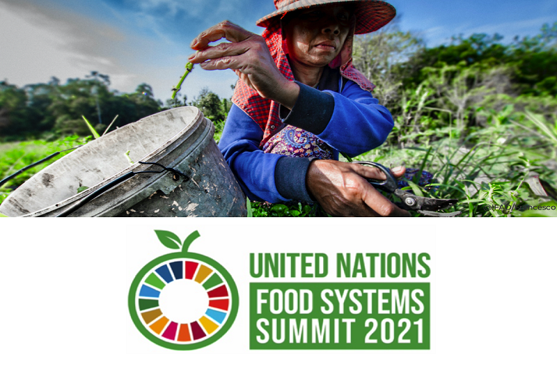 gulf nations vow food security feat during un food systems summit