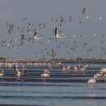 china almost 400000 migratory birds arrived in tianjin