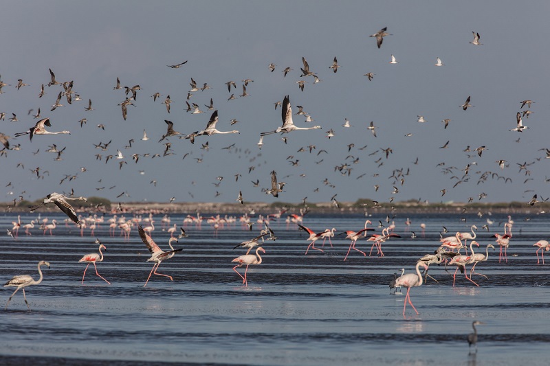  China: Almost 400,000 migratory birds arrived in Tianjin