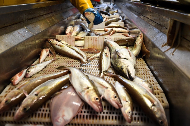  UK, EU and Norway ink agreement on fishing catch limits