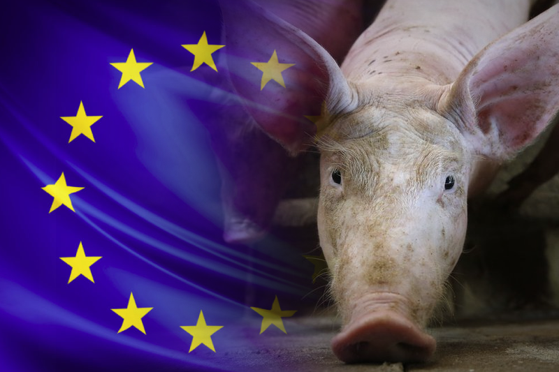  Europe: African swine fever spreads further