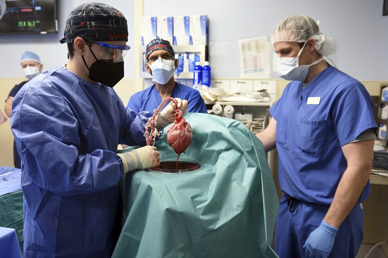  Medical milestone: US surgeons successfully transplant a pig heart into human recipient