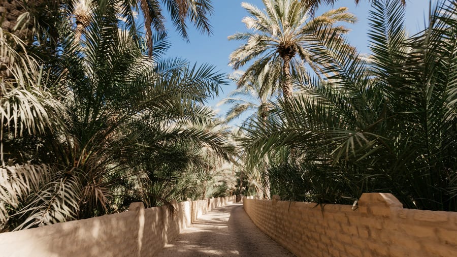 al ain oasis 1