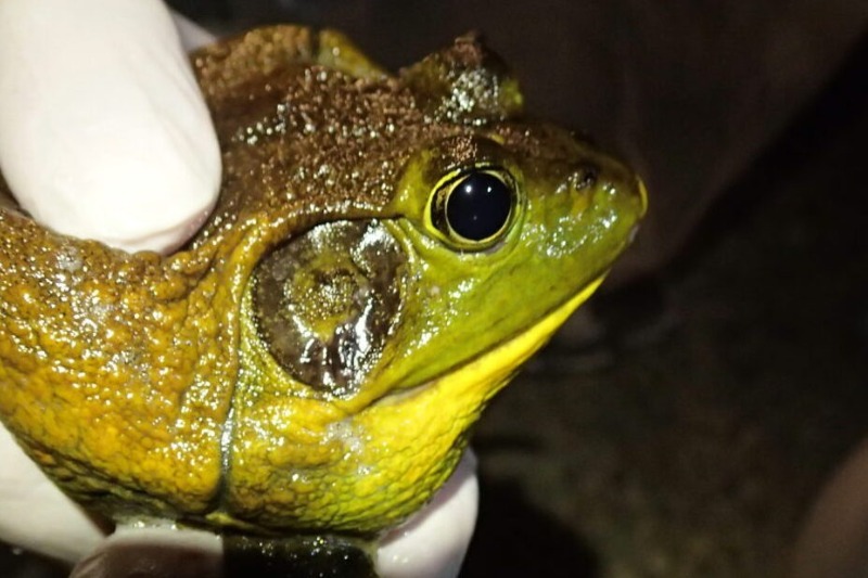  Invasive frog and snake species cost US$16 billion