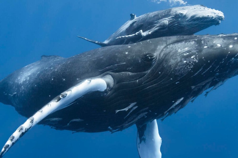  Patagonia’s congested waterways kill blue whales