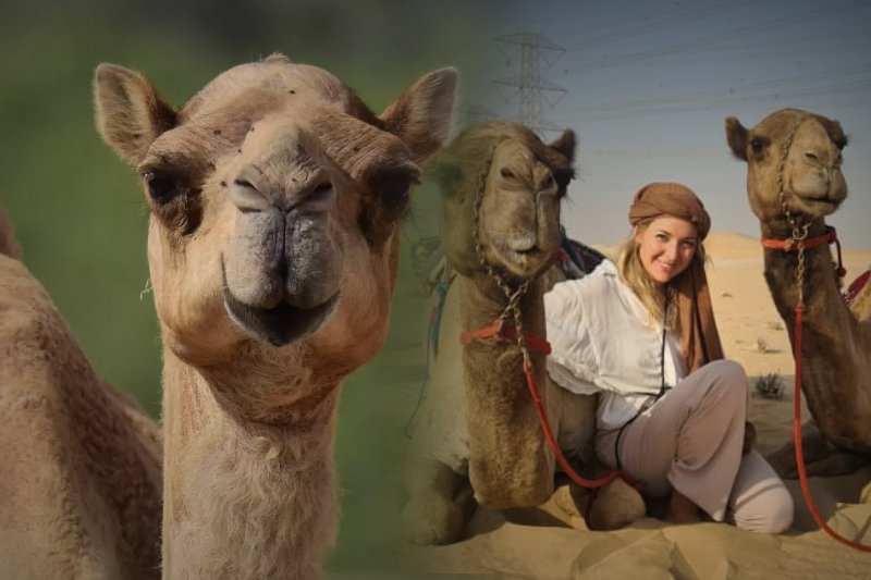 camel riding in uae how the women are leading the way into once male dominated industry
