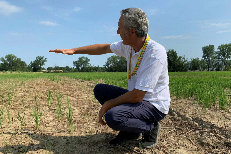 Italy's farm production is endangered because of drought