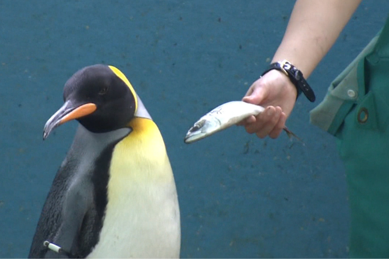  Penguins at Japanese aquarium, unhappy about eating cheaper fish