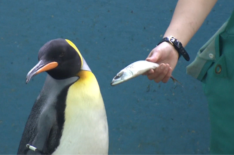 Penguins at Japanese aquarium, unhappy about eating cheaper fish