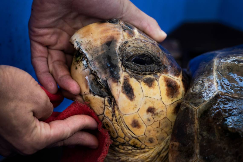  Sea turtles rescued in Israel has been returned to the wild