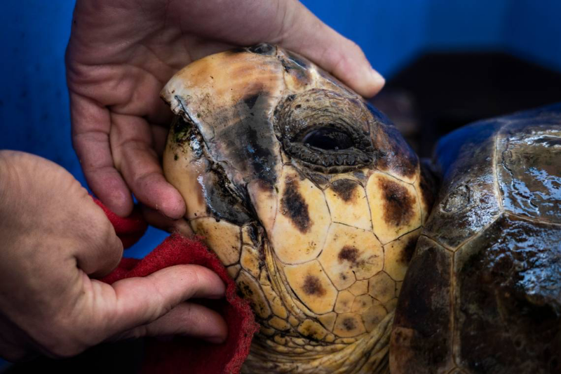 Sea turtles rescued in Israel has been returned to the wild