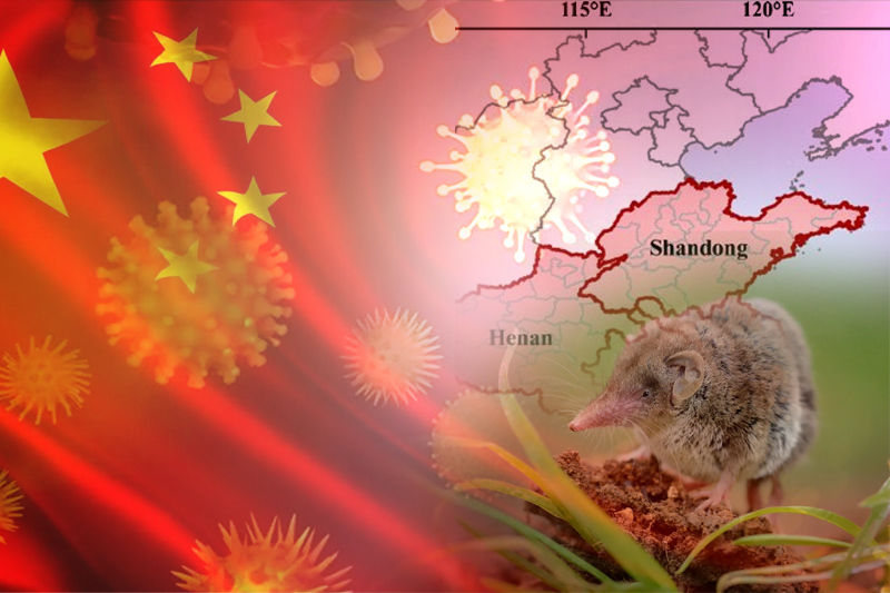 New Langya virus identified in China, dozens of cases reported