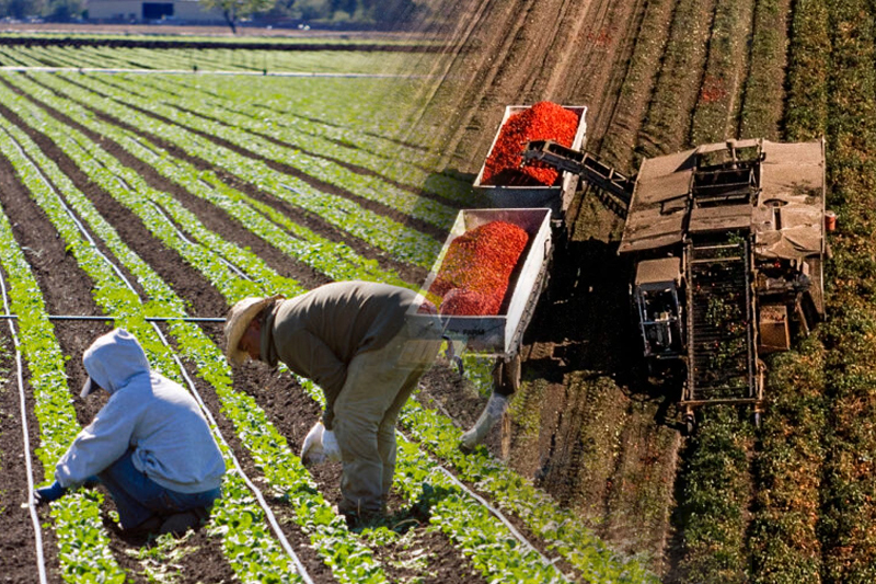  Push for immigration reforms in US to counter food price surge, labor shortage