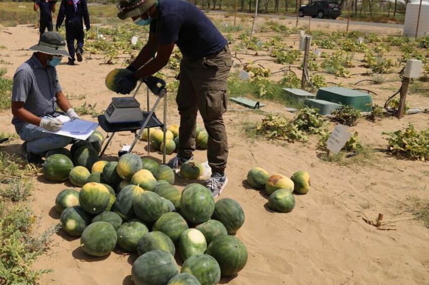 Desert Control tries its natural clay liquid to change deserts into greenery in UAE