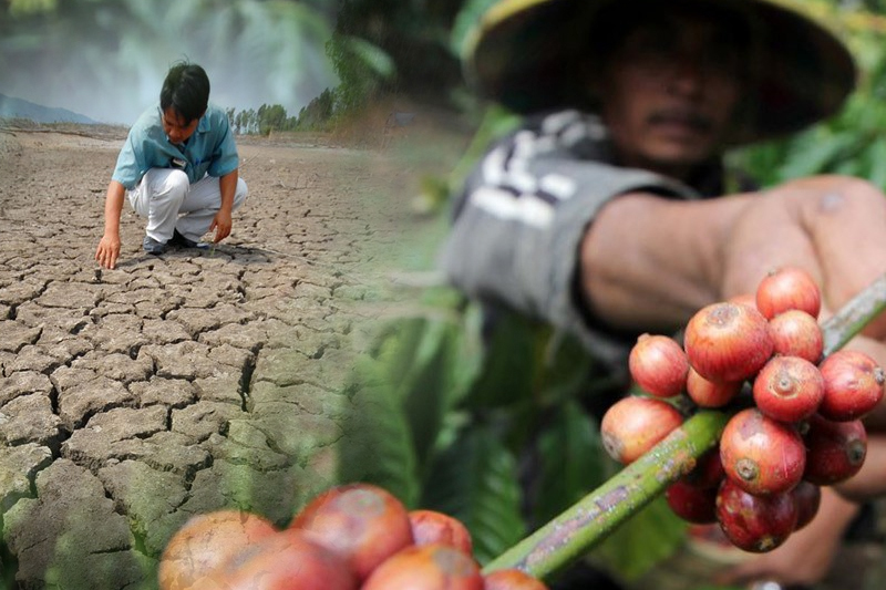 climate change can cut indonesias rice and coffee produce report