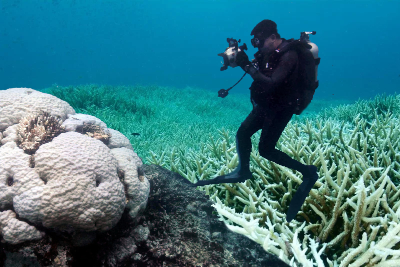  Continued coral bleaching due to record ocean heating risks Great Barrier Reef