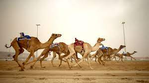  Emirates News Agency produces documentary on camel racing