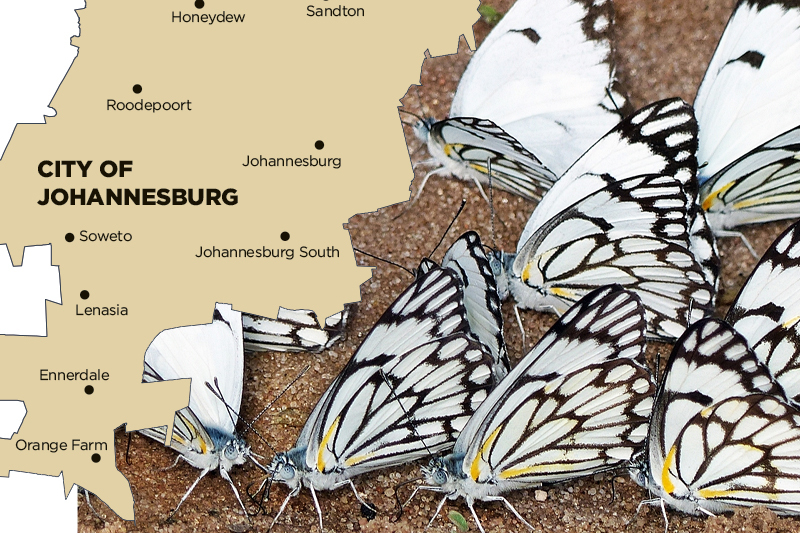  Johannesburg’s skies are bursting with white butterflies earlier than normal
