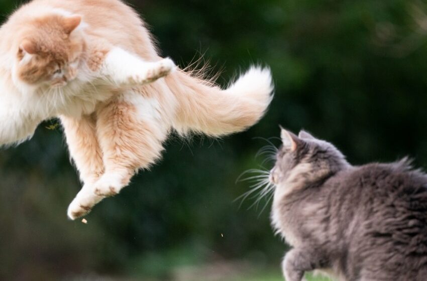  Playing or fighting? Scientists examined cat videos to distinguish