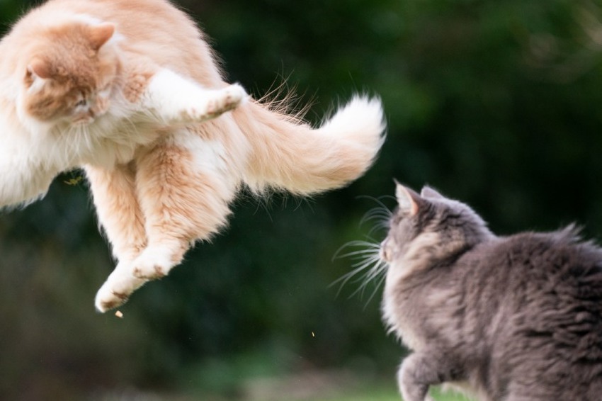 playing or fighting scientists examined cat videos to distinguish