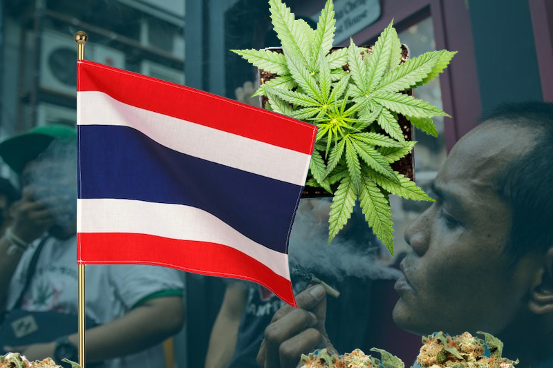 Consuming cannabis in Thailand: Top 5 questions answered