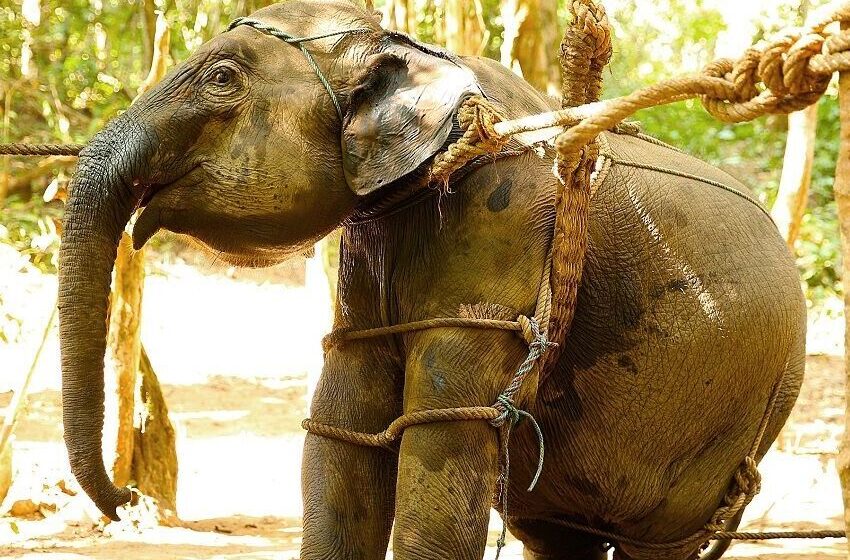  Thailand Debates Elephant Tourism, Sparks Animal Welfare Concerns
