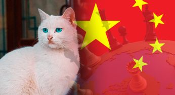Hutong Cat- A name Or Geopolitical Power?