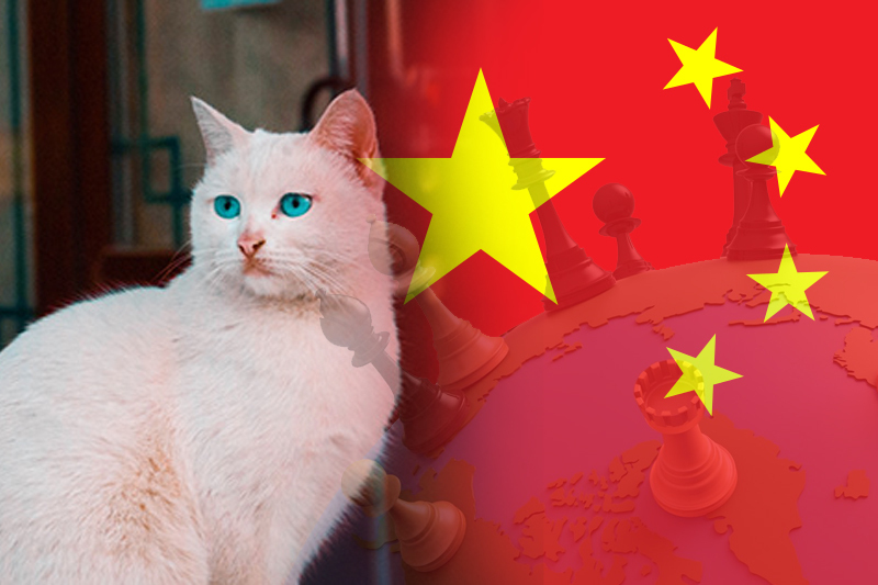 Hutong Cat- A name Or Geopolitical Power?