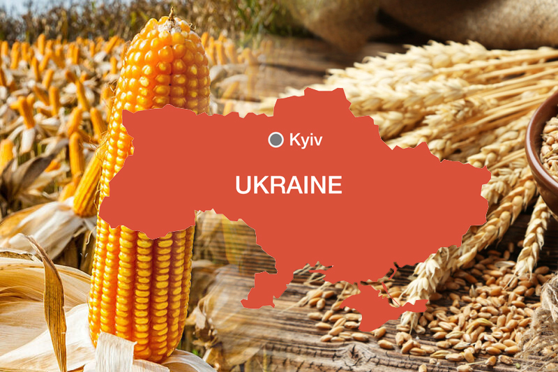  Wheat and maize exports from Ukraine will decline