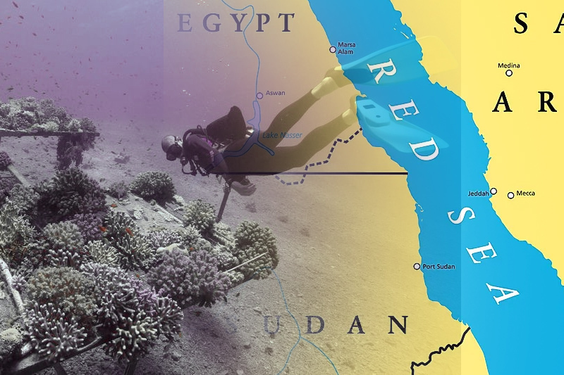 Devastating Epidemic Threatens Resilient Coral Reefs in the Red Sea