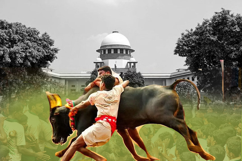 Jallikattu: The Supreme Court upholds the legality of a Tamil Nadu law that permits the sport of bull-taming