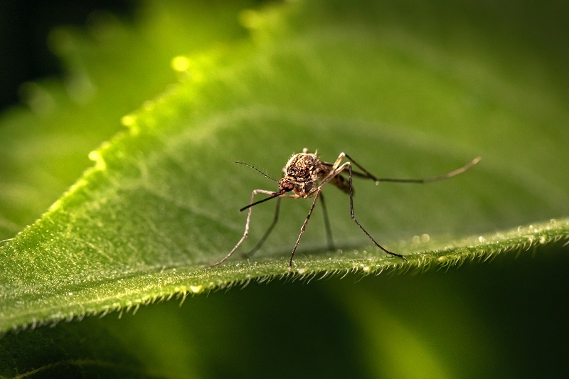 Climate change a leading reason behind spike in dengue cases worldwide