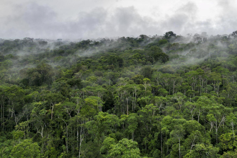 let yasuní live in a first, ecuadorians to vote on potential oil drilling ban in amazon