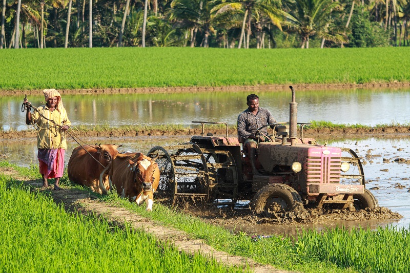  Rice Supply Faces New Threat as Thailand Urges Crop Curbs