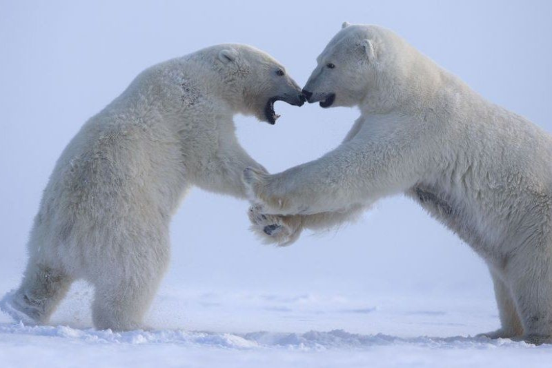 biden cancels trump's gas leases in alaska's largest wildlife refuge