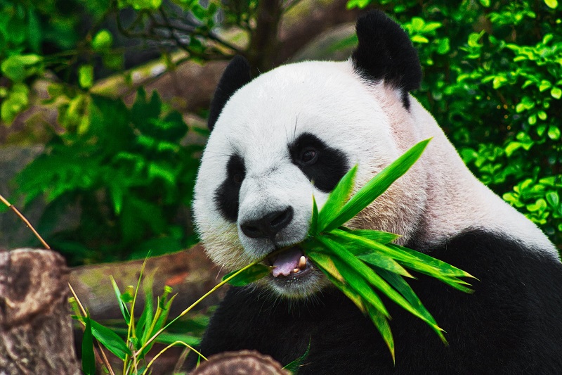  ‘Panda Diplomacy’ Drops As Washington Says Goodbye To The Black-And-White Furballs