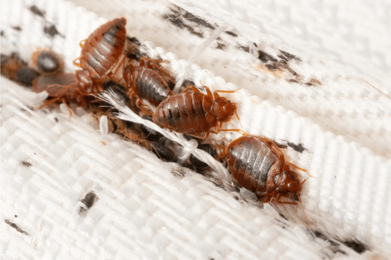  A Concerning Bedbug Outbreak Rules Discussions At Paris Fashion Week