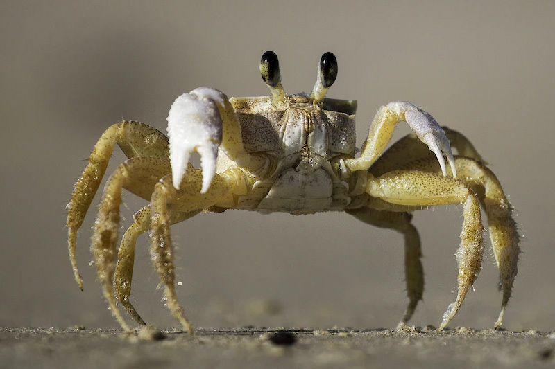Alaska Cancels Its Snow Crab Harvest As Ten Billion Crustaceans Perish