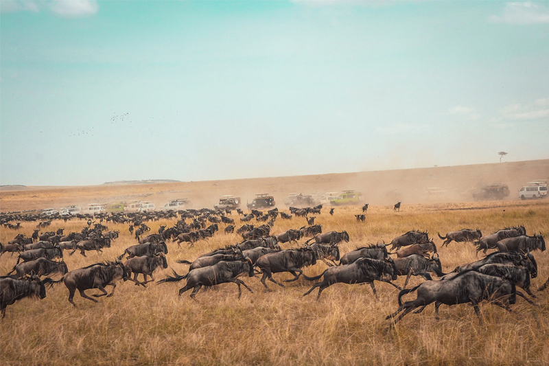dhow safaris to great migration 5 experiences you cant miss in kenya