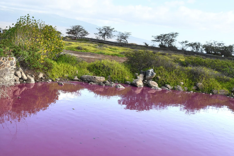 'It's Not A Halloween Prank' - What's Behind A Maui Pond's Mysterious Pink Colour?