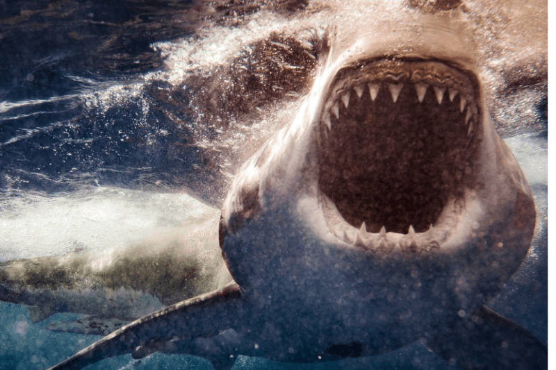 beneath bahamian waves shark kills an american tourist.