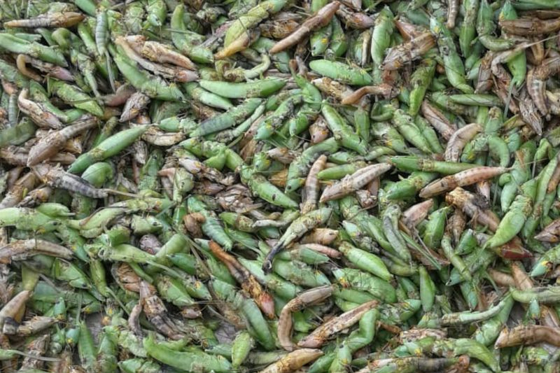 record low is this worst year for uganda's grasshoppers.