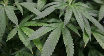 Biden Administration’s Plan to Reschedule Marijuana