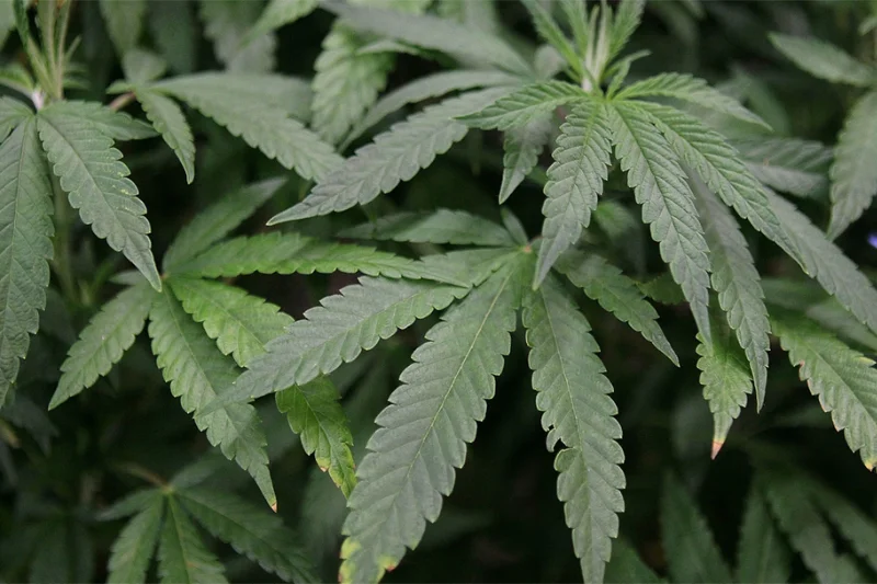 Biden Administration's Plan to Reschedule Marijuana