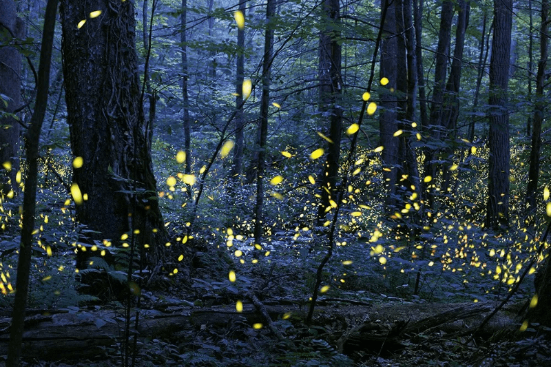 magical fireflies