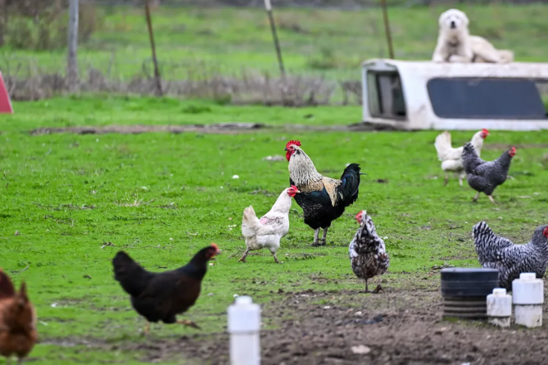 Bird Flu Genetic Changes Detected in Severe U.S. Case Public Risk Low The U.S.